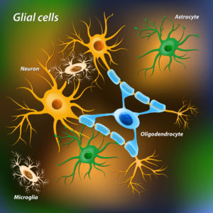 Cell types found in the brain illustration
