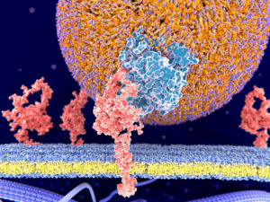 LDL binding to plasma membrane LDLR